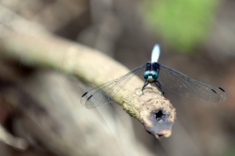 king and the dragon flies